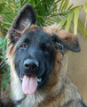 Smokey von Munster is the most adorable 4 month old German Shepherd puppy.